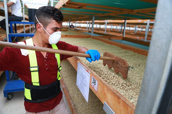Un trabajador durante el proceso de secado de granos de café, una de las industrias beneficiadas con el proyecto.