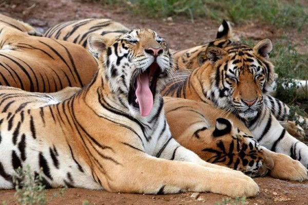 Demandan a un safari donde murió una mujer atacada por tigres