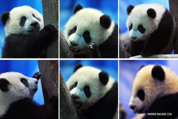 Osa panda, la nueva estrella del zoo de Taipéi