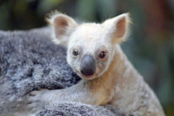 Koala blanca nace en zoológico de Australia