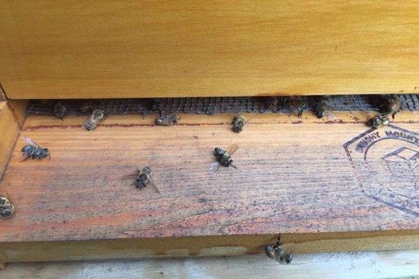 Millones de abejas mueren por fumigaciones contra el zika en EUA