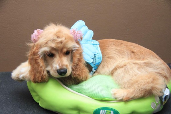 Lleva tu perro al salón