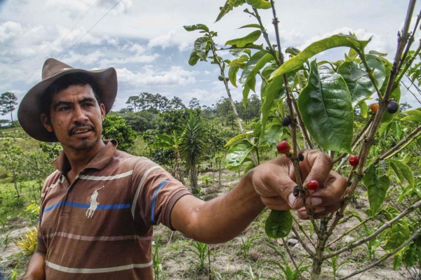 Caficultores hondureños temen que sequía cause crisis similar a la roya