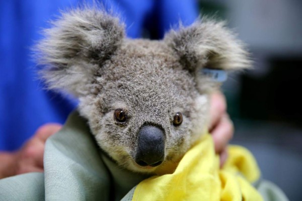 Muere la mitad de la población de los koalas en incendios en Australia