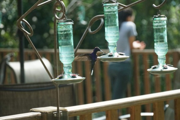 Aventura y naturaleza se juntan en la ruta del Lago de Yojoa