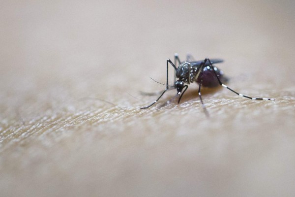 El Zika reduce los testículos en los ratones ¿y en los hombres?