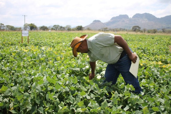 Conozca el calendario de siembra de primera para maíz y frijol en todo el territorio hondureño