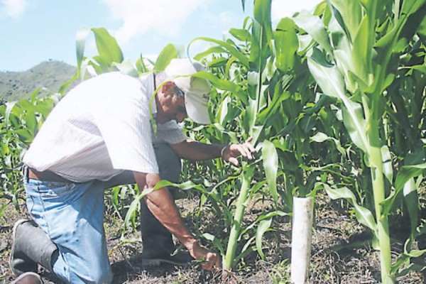 El 5 de julio inicia la canícula en Honduras