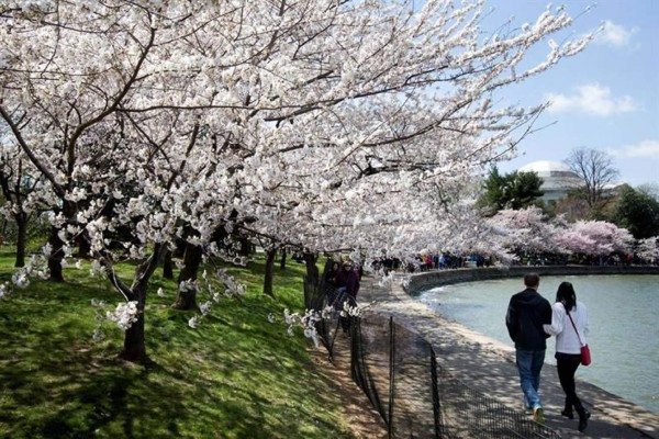 La floración de los cerezos marca el fin del frío en Washington