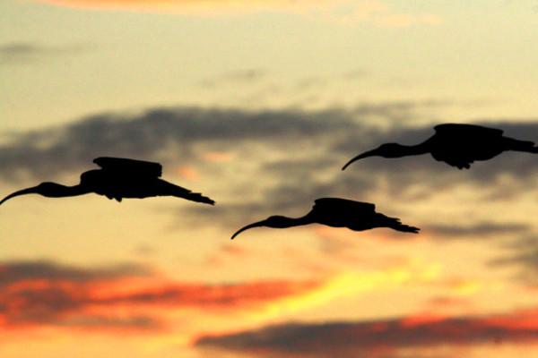 La Isla de los Pájaros