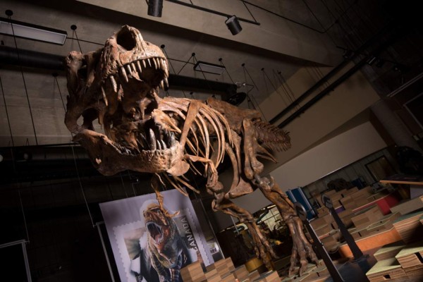 Tyrannosaurus Rex hallado en Canadá en 1991 es el más grande del mundo