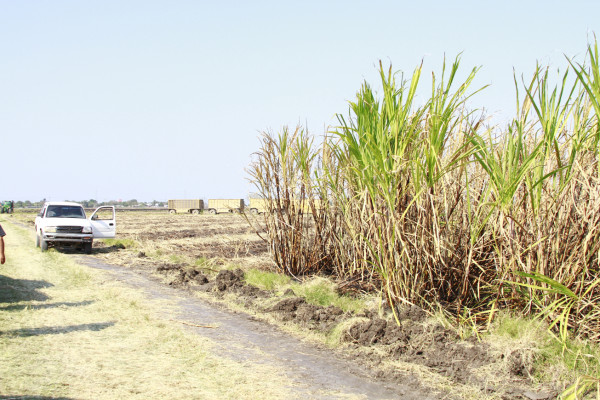 Hallan dos cuerpos calcinados en cañeras de San Manuel, Cortés