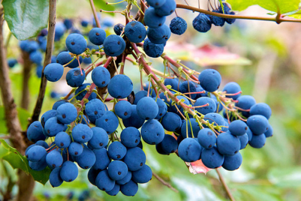 Contra la diabetes, fruta en lugar de jugo