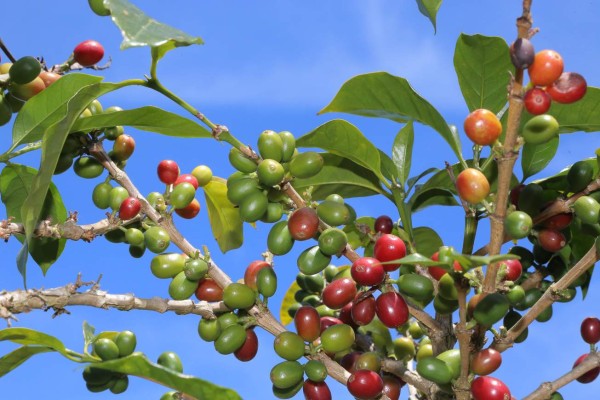 Un sueño cumplido a base de café