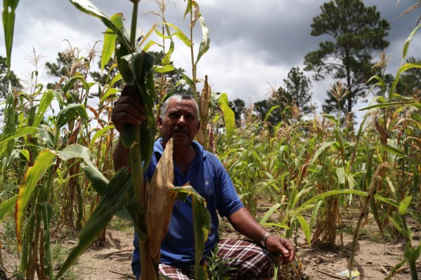 L1,372 millones costará plan para mitigar sequía en Honduras