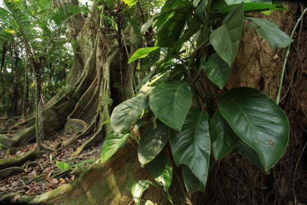 Parque Jeannette Kawas, un paraíso natural que cautiva