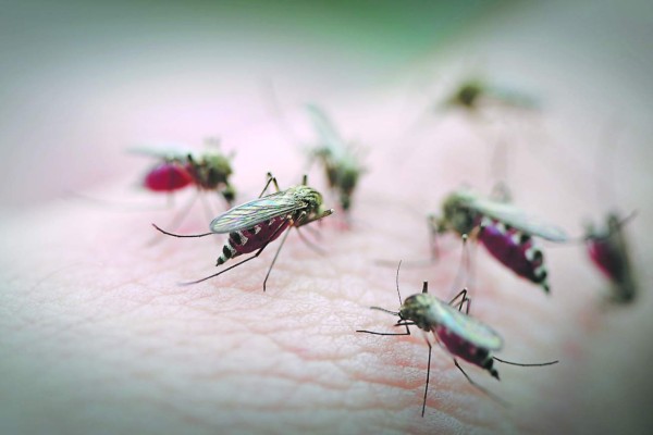 Salud liderará 3,000 operativos para eliminar al Aedes aegypti