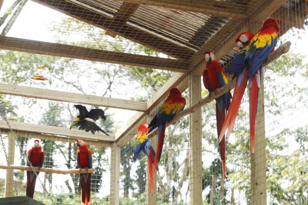 Algarabía en Copán tras liberación de 12 guaras rojas