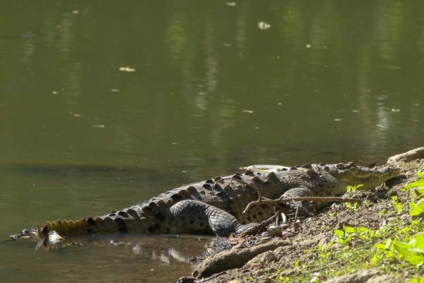 En la Laguna del Descombro llama la atención, la presencia de dos hermosos cocodrilos, que según sus pobladores son inofensivos.