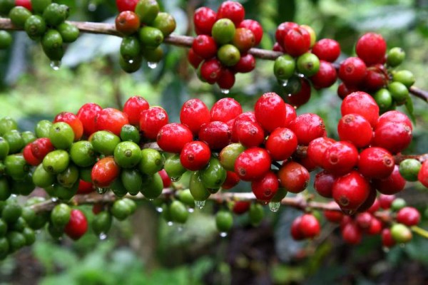 En Santa Rosa de Copán se disfruta de un clima agradable que invita a disfrutar de una aromática taza de café.