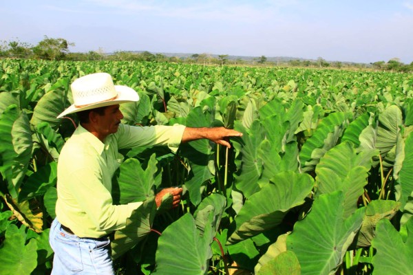 Malanga hondureña se afianza en el mercado extranjero
