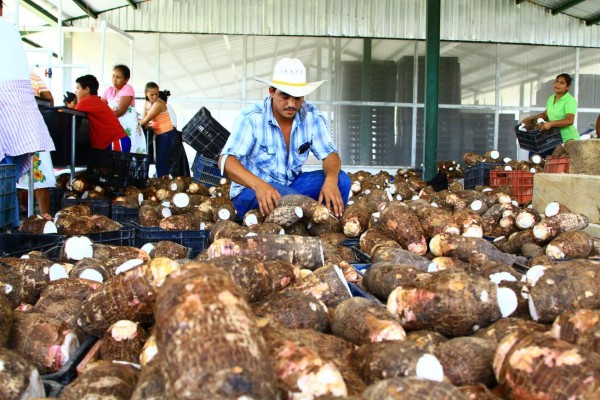 Malanga hondureña se afianza en el mercado extranjero