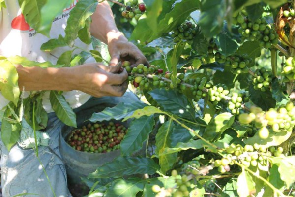 El café representa más del 10% del PIB de Honduras