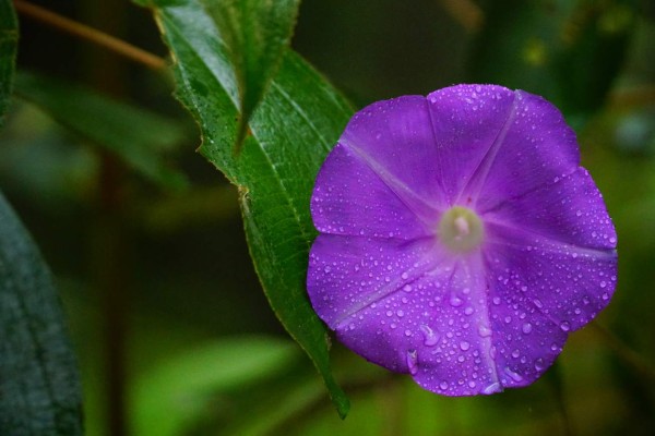 ¡Aventura en Santa Rosa! cuna del buen café y clima exquisito