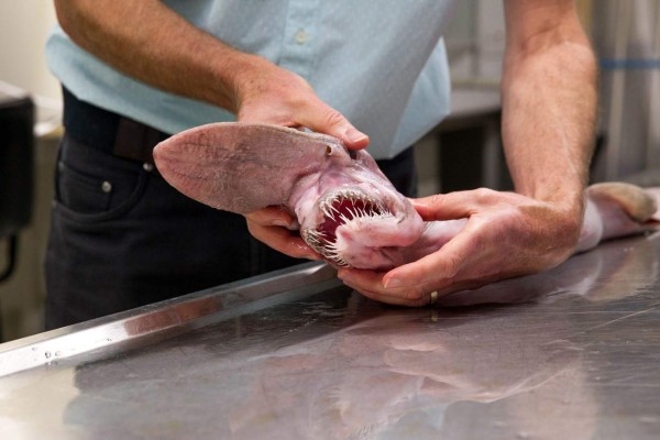 Pescan a un tiburón prehistórico frente a las costas australianas