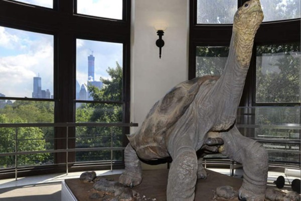 Solitario George, la última tortuga gigante de Galápagos