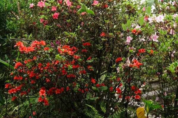 Siguatepeque, más que una ciudad de paso