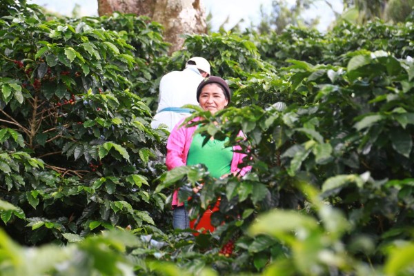Caficultores hondureños compiten por la excelencia