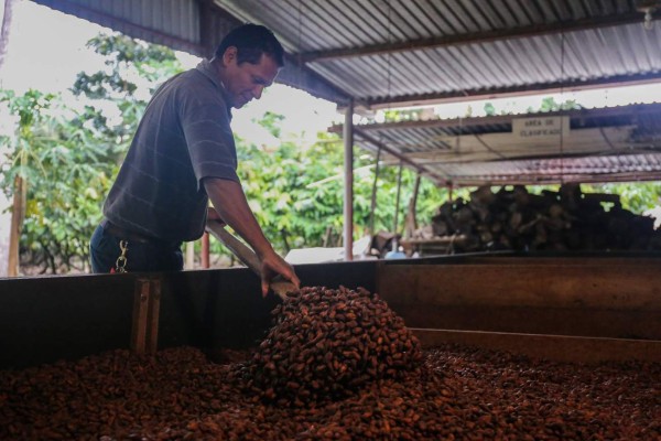 Costa Rica gestiona exportación de cacao a Corea del Sur