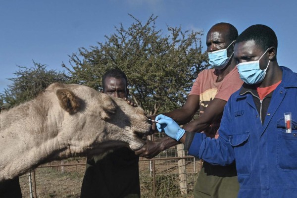 Buscan el próximo virus mortal entre camellos reacios a los hisopos