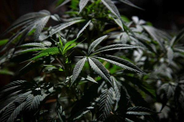 Panamá, primer país en Centroamérica en aprobar el consumo medicinal del cannabis