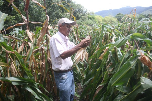 Lenta readecuación de deudas impide mayor reactivación del agro