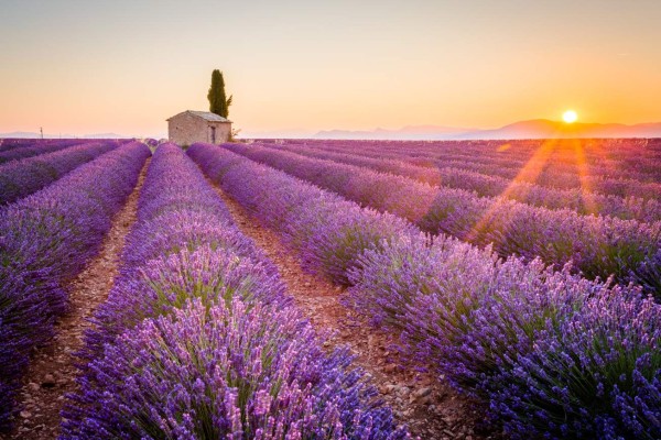 Provence, Valensole Plateau, France, Europe. Lonely farmhouse and cypress tree in a Lavender field in bloom, sunrise with sunburst.