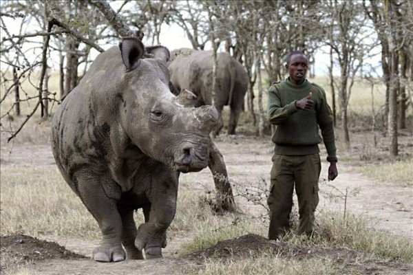 Solo quedan 6 ejemplares del rinoceronte blanco en el mundo