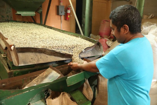 Honduras cierra ciclo de café con envío de 5.5 millones de quintales  