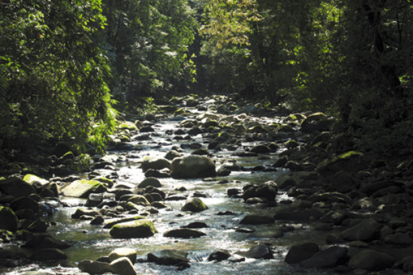 Lancetilla: un jardín de la ciencia