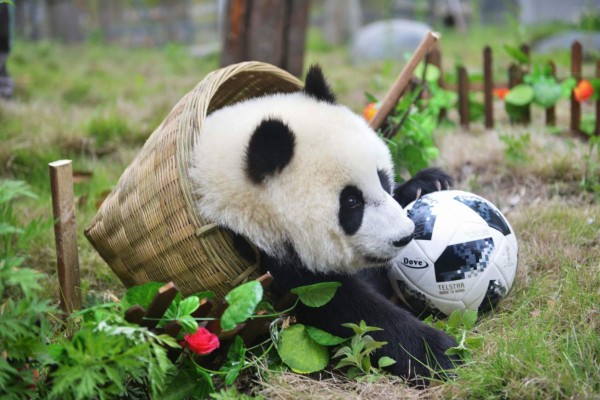 Los osos panda celebran su propio mundial