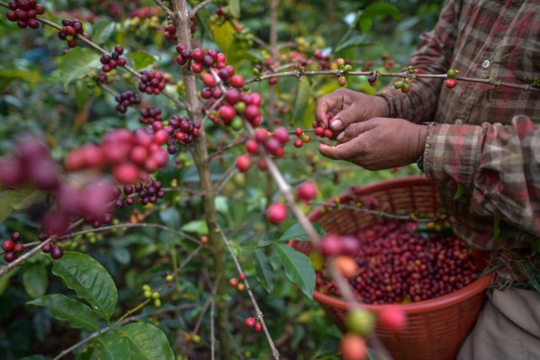 Honduras mostrará al mundo calidad de su café en una subasta internacional