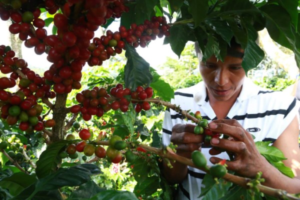 Crece 40% envío de café a Norteamérica