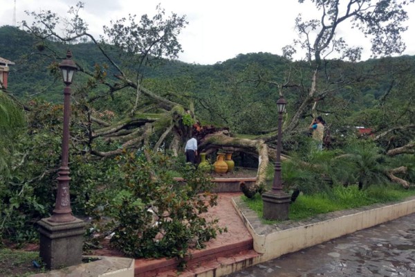 Cae legendario árbol donde impartían clase 'Los brujos de Ilamatepeque', según pobladores