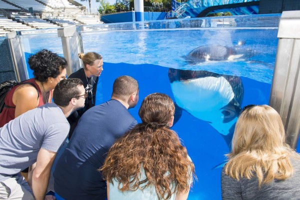 Parques SeaWorld ofrece encuentro más 'natural' con orcas