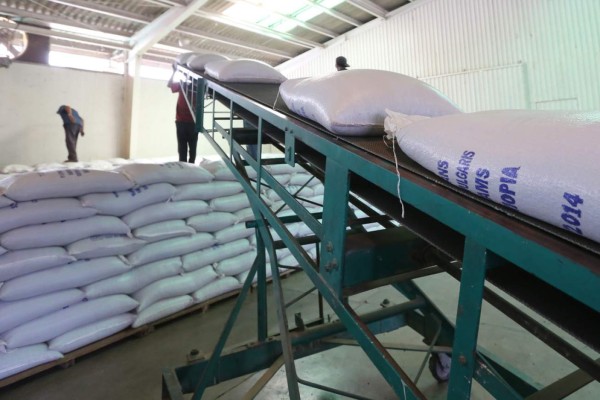 IHMA comprará 120,000 quintales de maíz y frijol