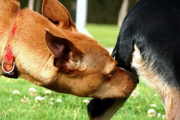 Descubren por qué los perros se huelen el trasero