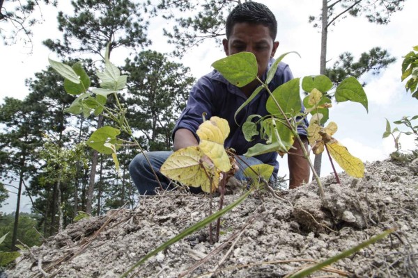 Declaran hambruna en Lepaera por pérdida de cultivos