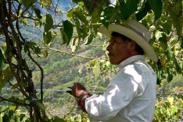 FAO: La agricultura familiar necesita de otros enfoques