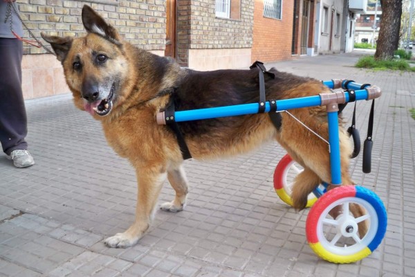 Silla de ruedas para perros
